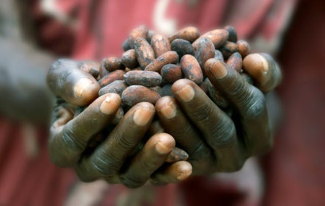 fairtrade cocoa