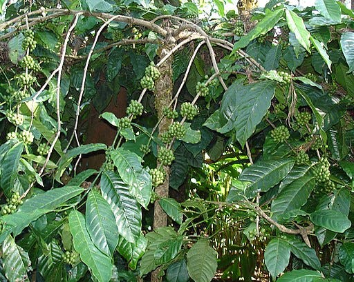 coffee plants