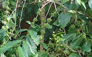 coffee plants