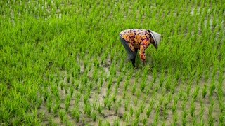 lady in colourful shirt planting rice in Ubud, Bali