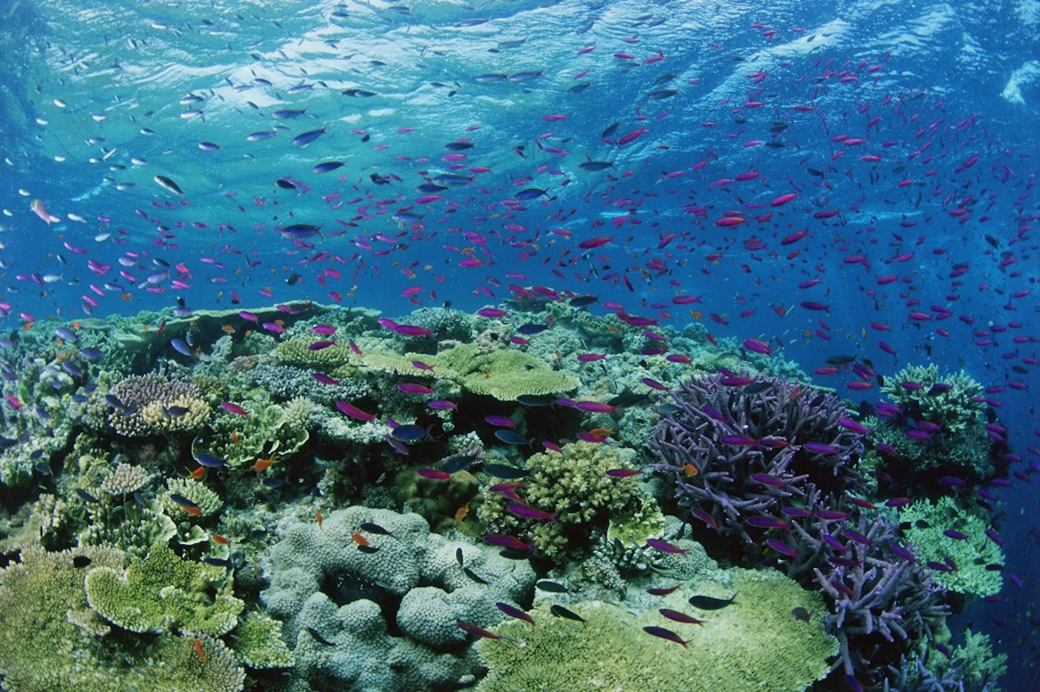 great barrier reef corals
