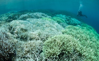 coral bleaching acidification