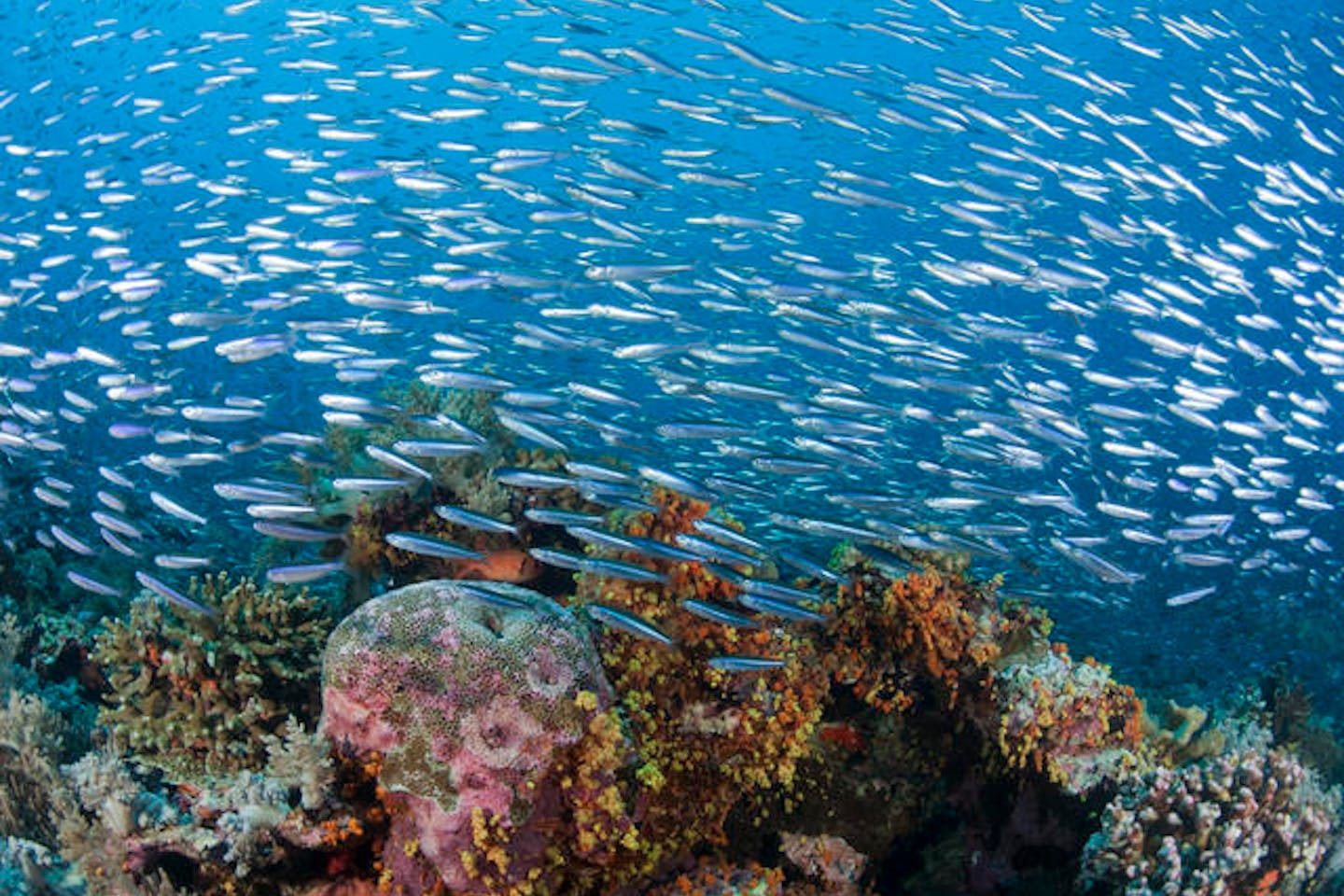 Coral Triangle