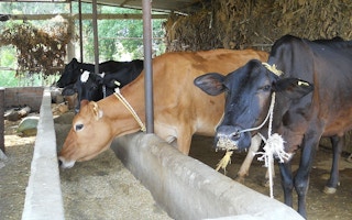 cows nepal