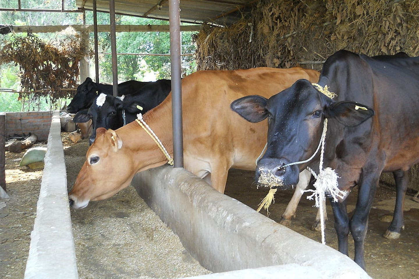 cows nepal