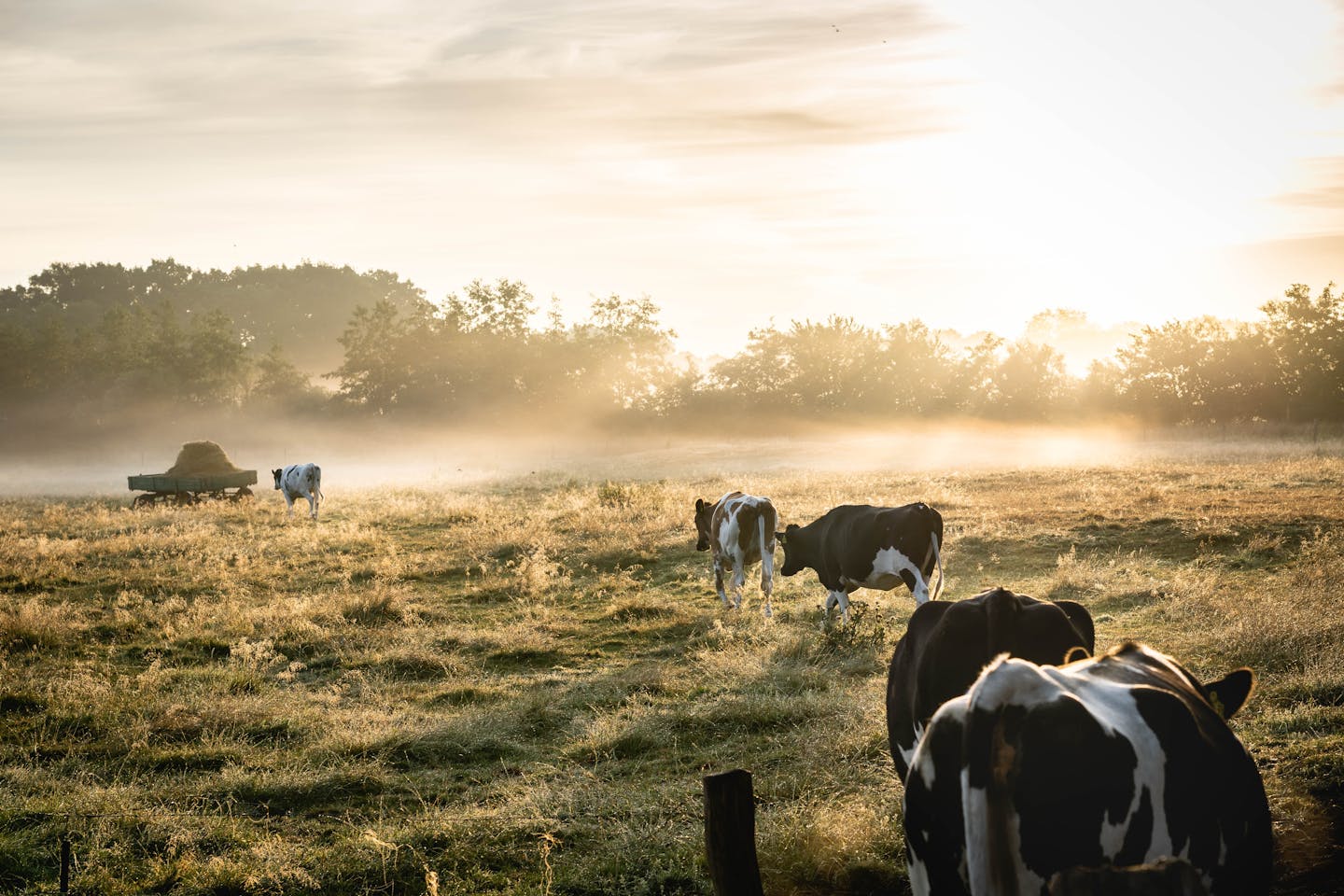 cowsonland
