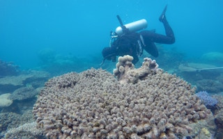 dead corals at Zenith Reef