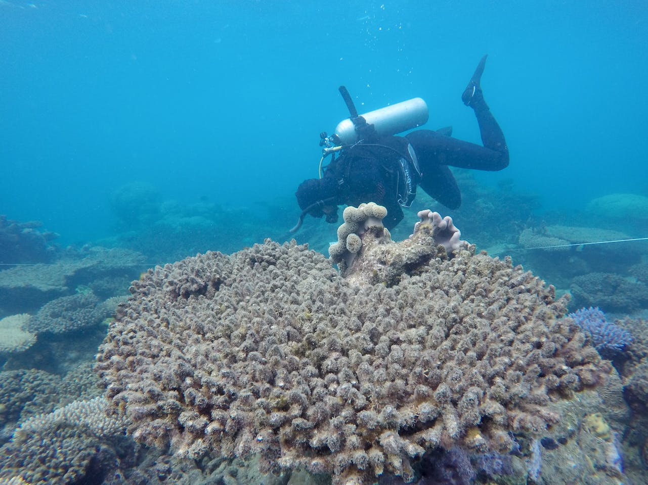 NOAA-led coral survey documents impact of underwater heatwave in Keys