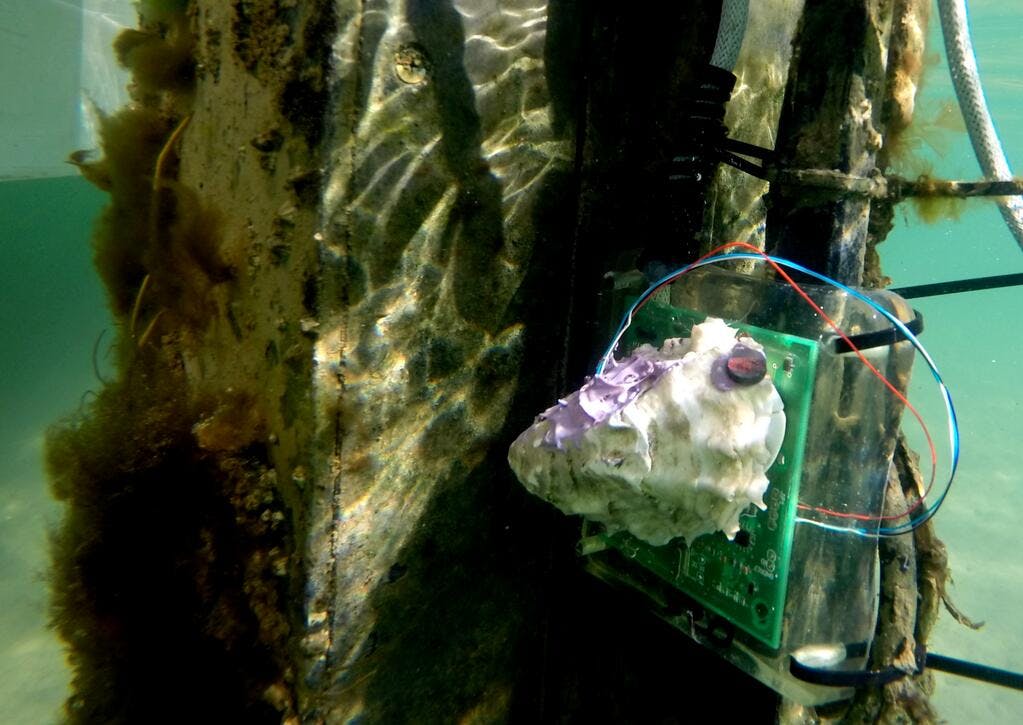 monitoring the oysters