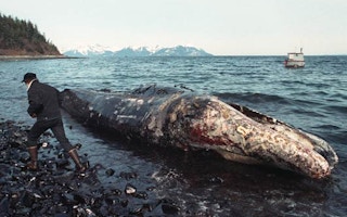 Dead whale after Exxon Valdez