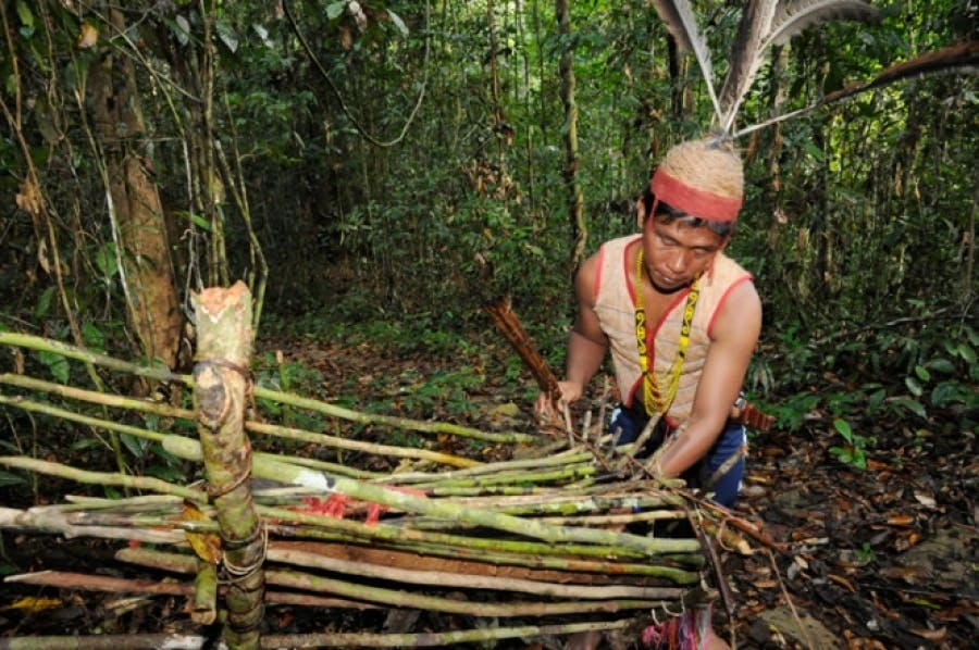 Unveiling the Indigenous Tapestry: Peoples of the Temperate Forest