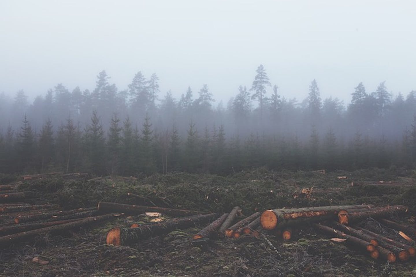 slash and burn farming