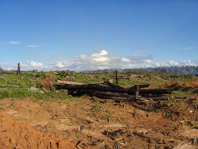 massive deforestation for palm oil in Papua