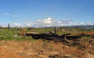 massive deforestation for palm oil in Papua
