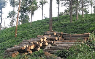Logging trees at a hill station in India