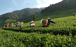 tea harvesting indonesia