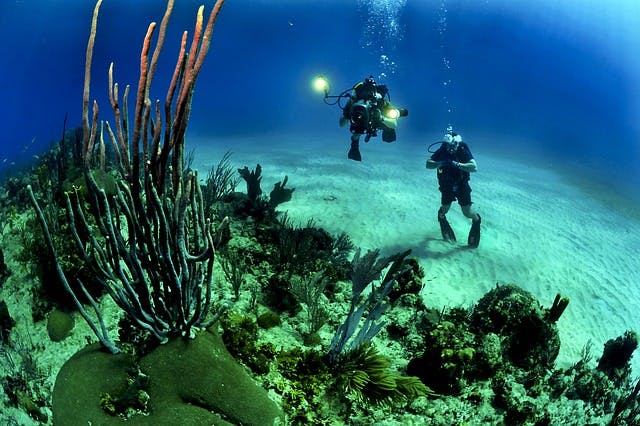 divers admire corals