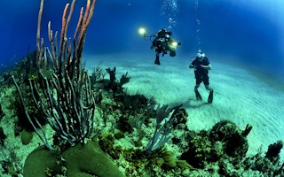 divers admire corals