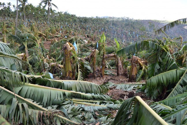 Philippines Typhoon Crop Damage Worth $110 Million: FAO | News | Eco ...