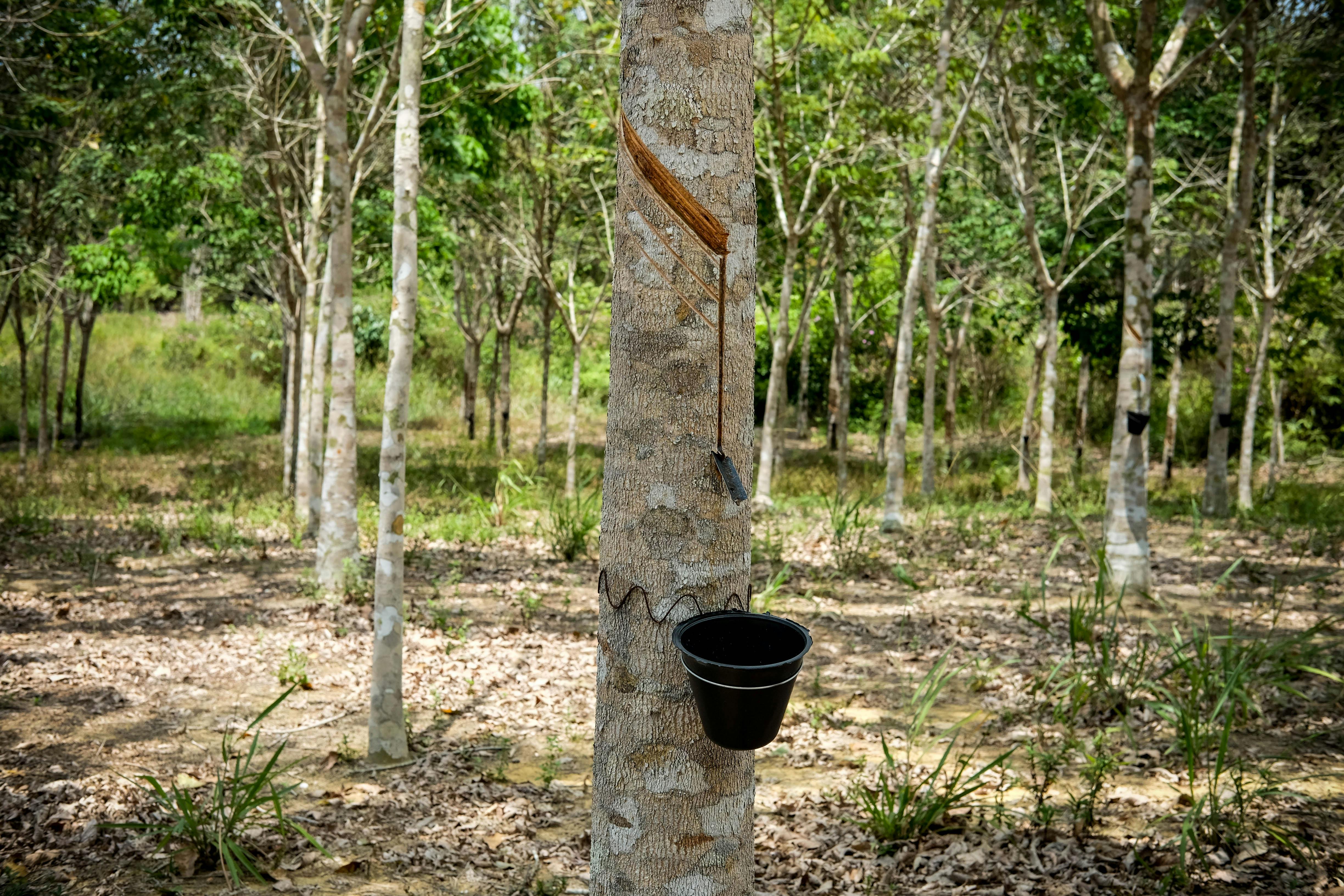 natural rubber is