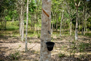 rubber plantation bintan 