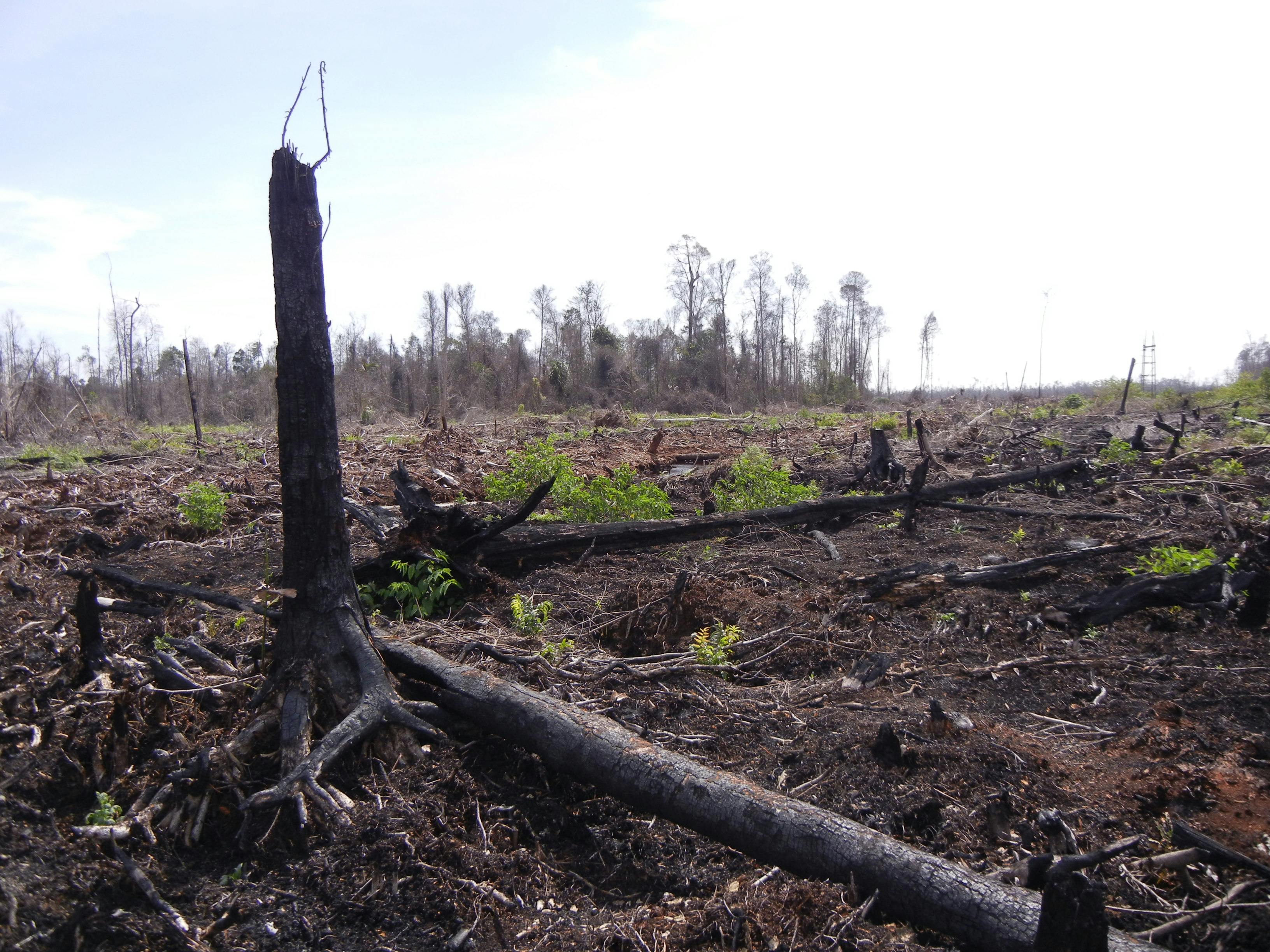 indonesia deforestation