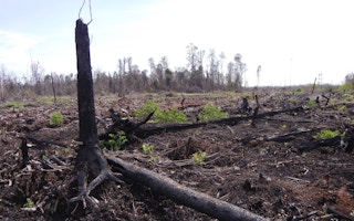 indonesia deforestation