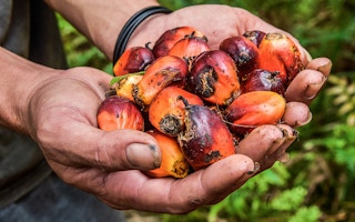 palm oil affects small farmers