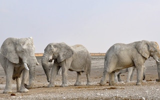 elephants namibia pixabay