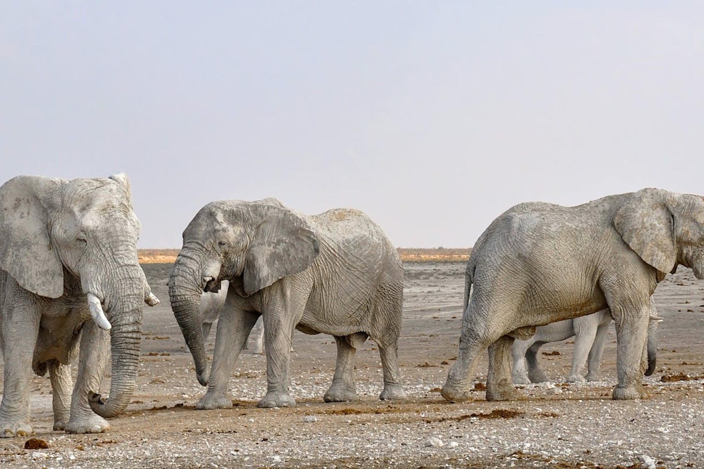 elephants namibia pixabay