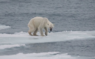 A starving polar bear in the arctic