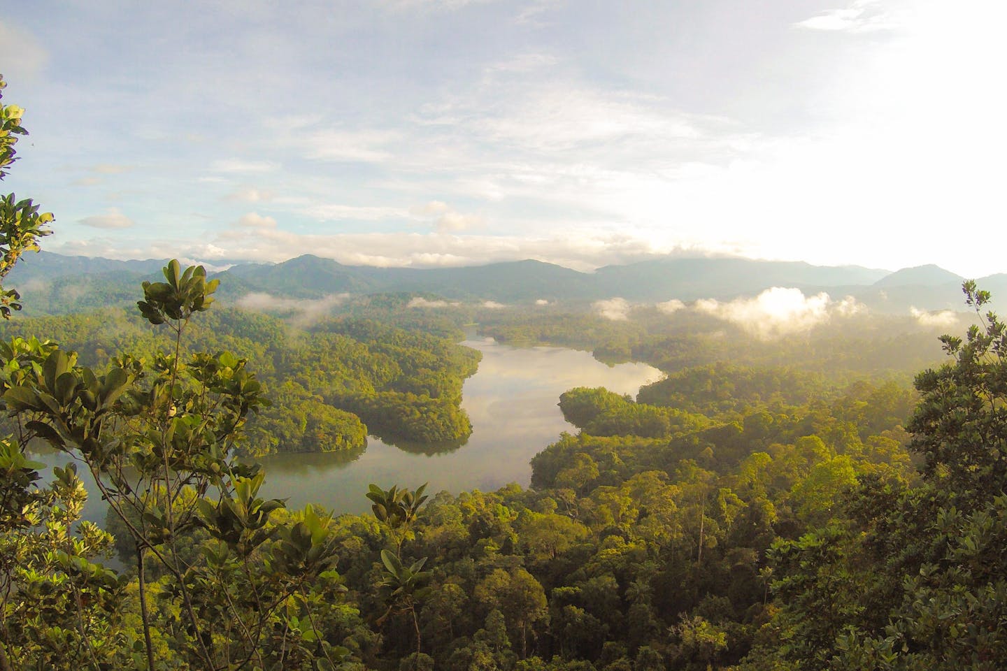 Rainforest, Balok, Malaysia