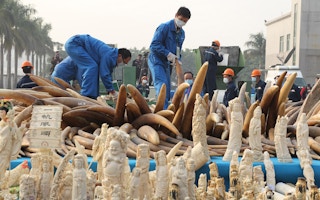 China first public destruction of seized ivory