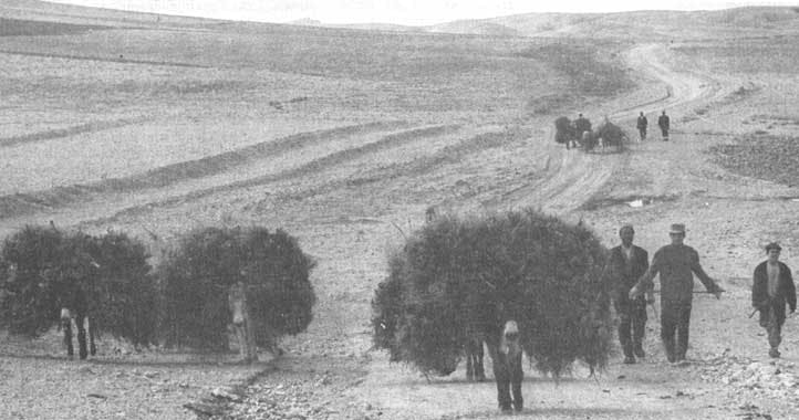 FAO file fertile crescent