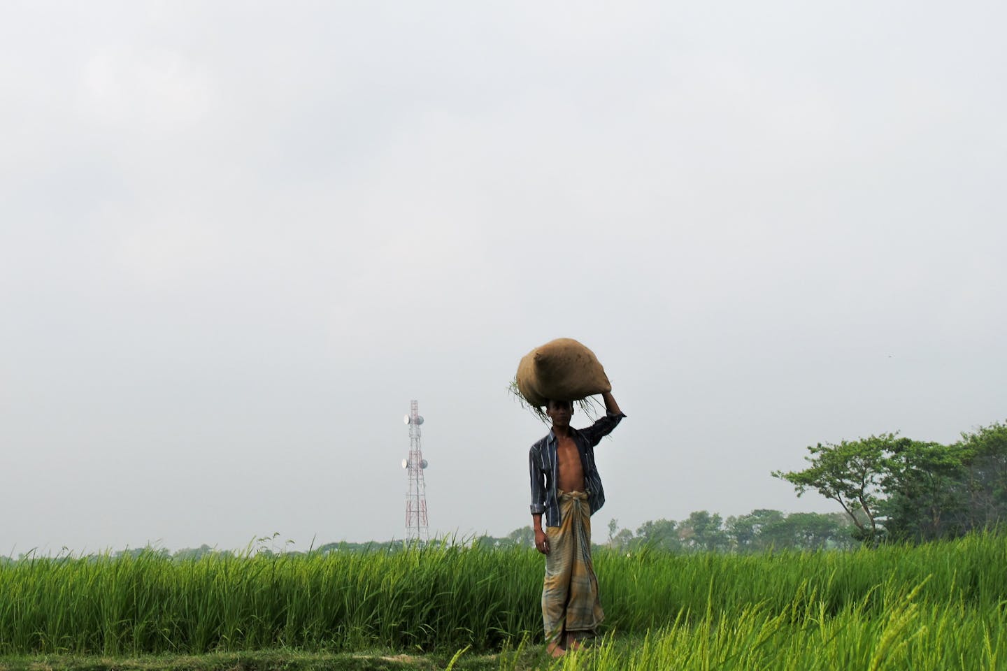 farmer bangladesh nutrition