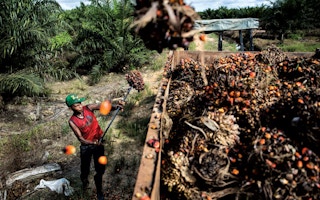Future of palm oil