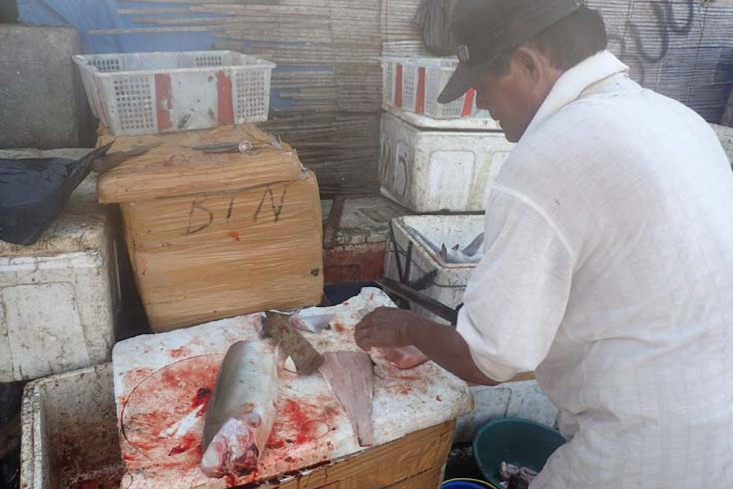 Shark fillets being prepared at a market in Bali, Indonesia
