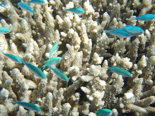 white corals blue fish