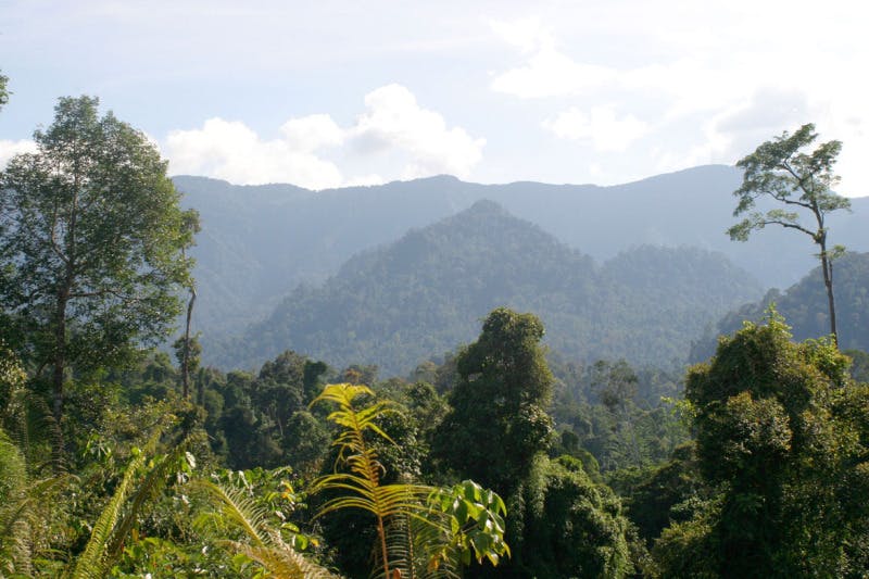 Heart of Borneo