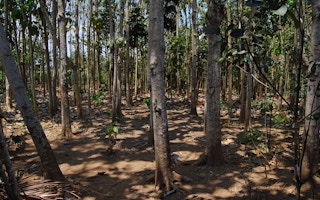 A forest in Indonesia