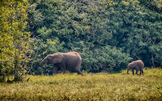 Forest elephants in Congo