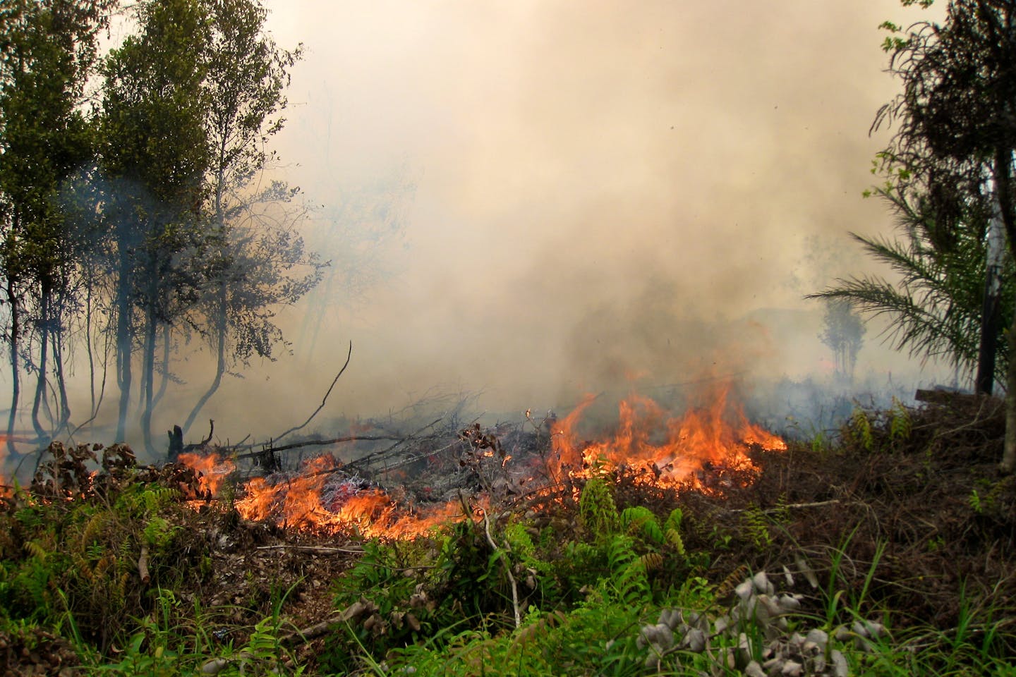 Forest Fire Indonesia