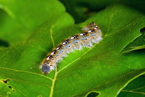 forest tent caterpillar