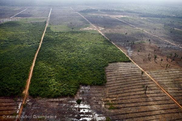 deforestation indo greenpeace
