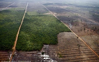 deforestation indo greenpeace