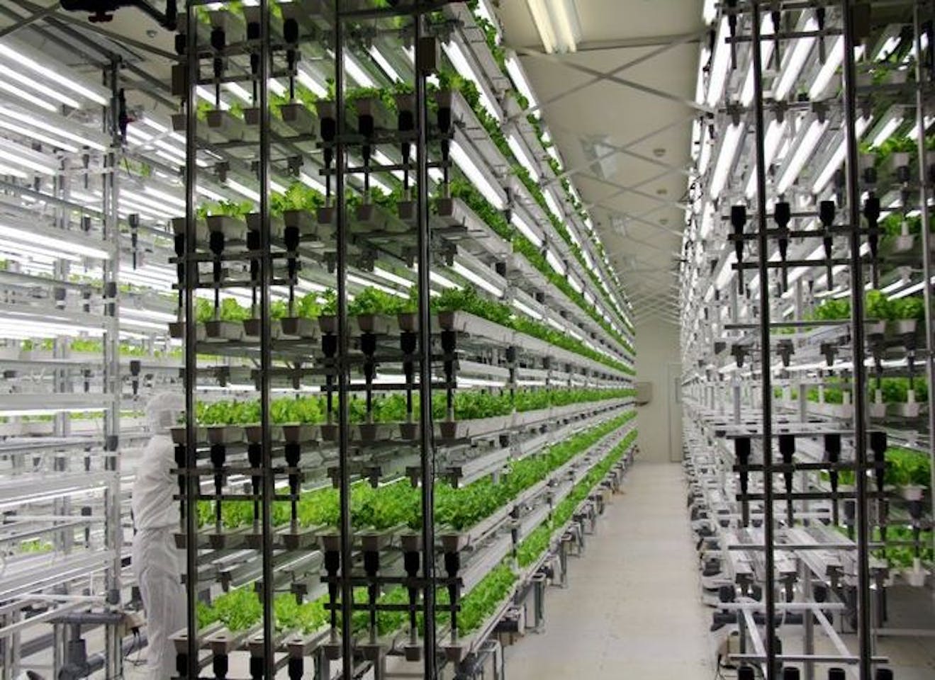 Fujitsu harvests lowpotassium lettuce grown in semiconductor plant News EcoBusiness Asia