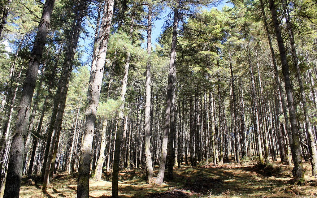 Gangtay nature trail, Phobjika valley. Bhutan