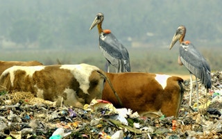 cows chewing on garbage