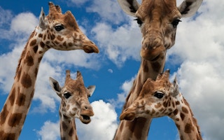 Giraffes endangered1