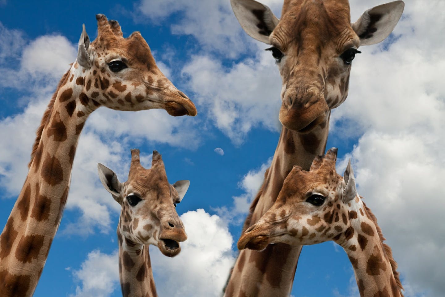 Giraffes endangered1